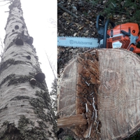 Koivussa monenlaista eläjää (Betula bendula)