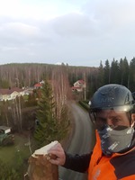Männyn poisto kiipeilemällä (Pinus sylvestris)