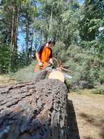 Ison männyn poisto Korpilahdella (Pinus sylvestris)