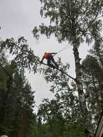 Koivun poisto rakennuksien ja sähkölinjan välistä (Betula bendula)