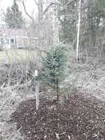 Mustakuusen istutus (Picea mariana)