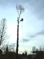 Koivun poisto Jämsässä (Betula bendula)