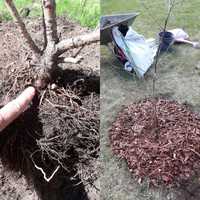 Suklaakirsikkapuun juuristonhoitoa (Prunus cerasus 'Chokoladnaja')