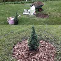 Kartiovalkokuusen istutus (Picea glauca Conica)