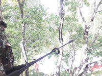 Vaahteranlatvuksen tuenta (Acer platanoides)